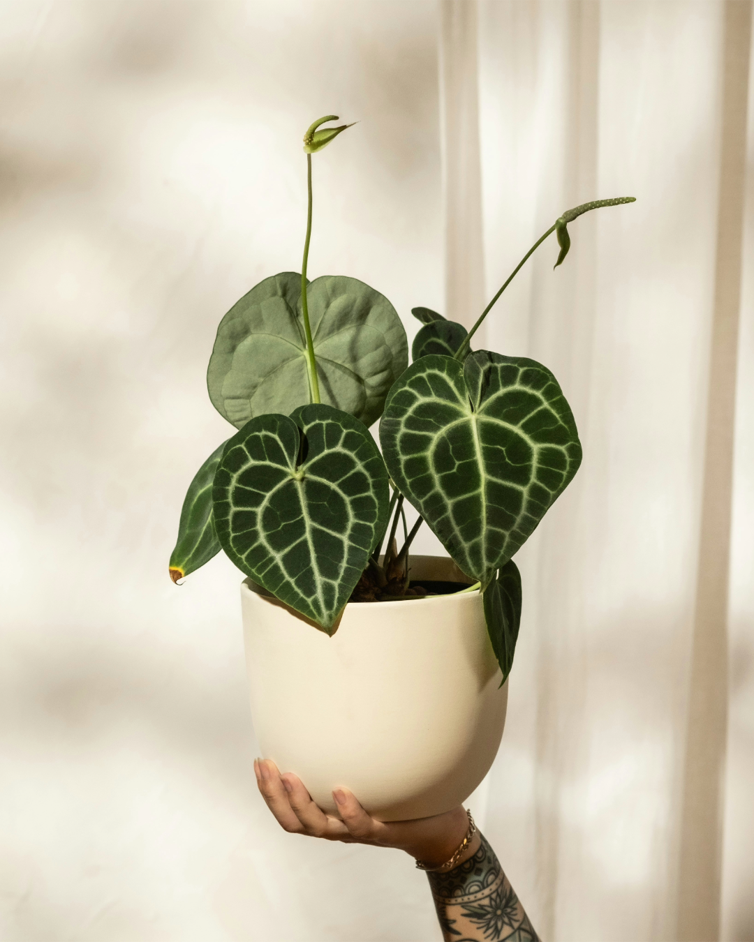 Anthurium Clarinervium - Image 2
