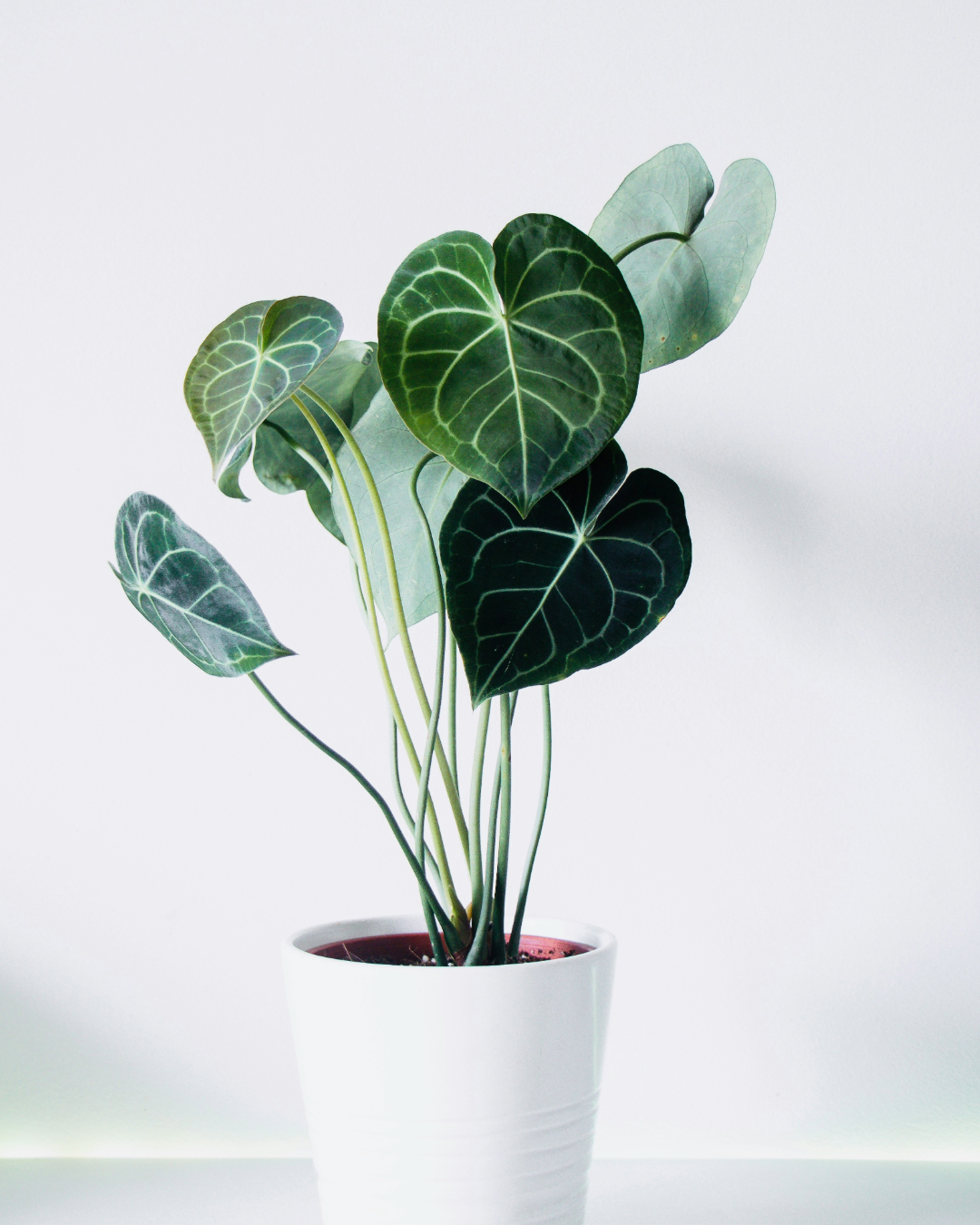 Anthurium Clarinervium - Image 3