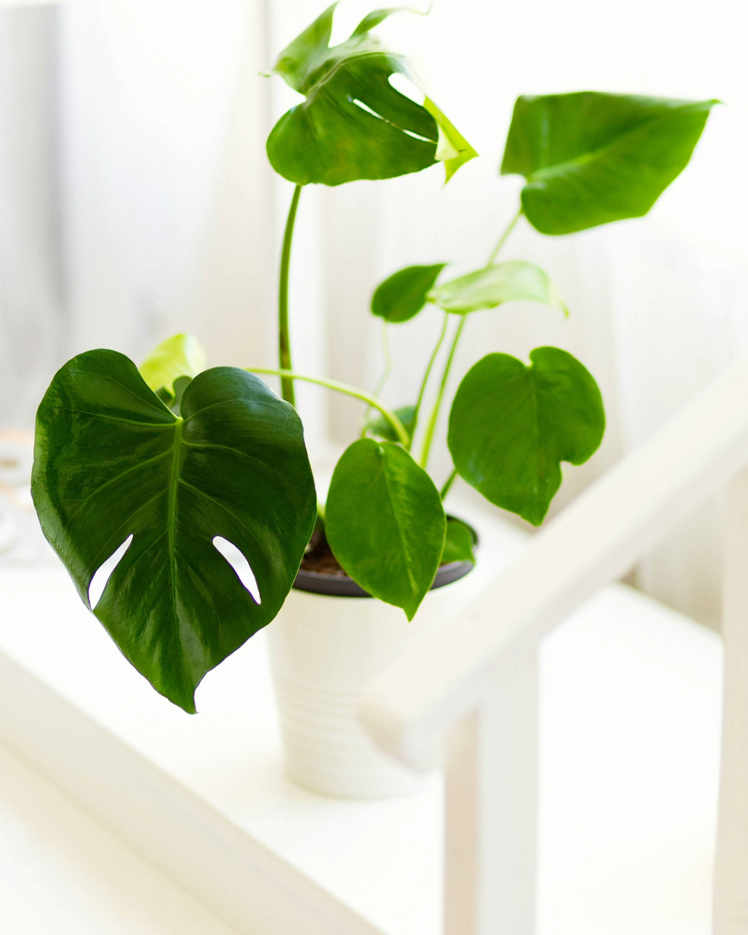 Monstera Deliciosa - Image 3