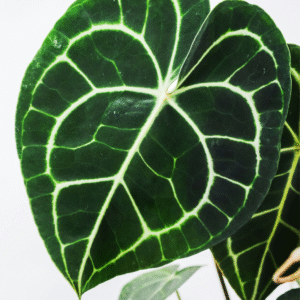 Resized Anthurium Anthurium Clarinervium