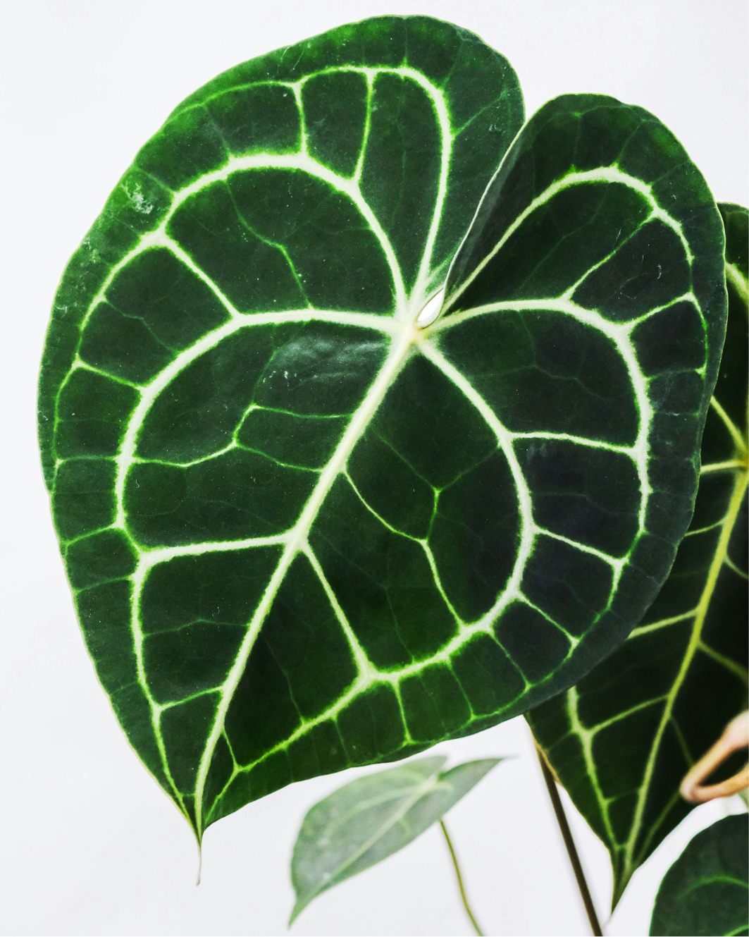 Anthurium Clarinervium