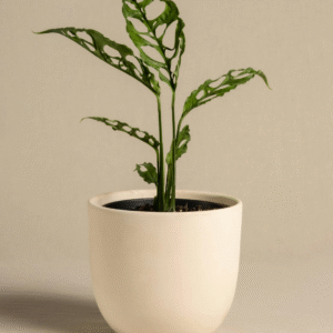 Untitled Arena Blanca Ceramic Pot