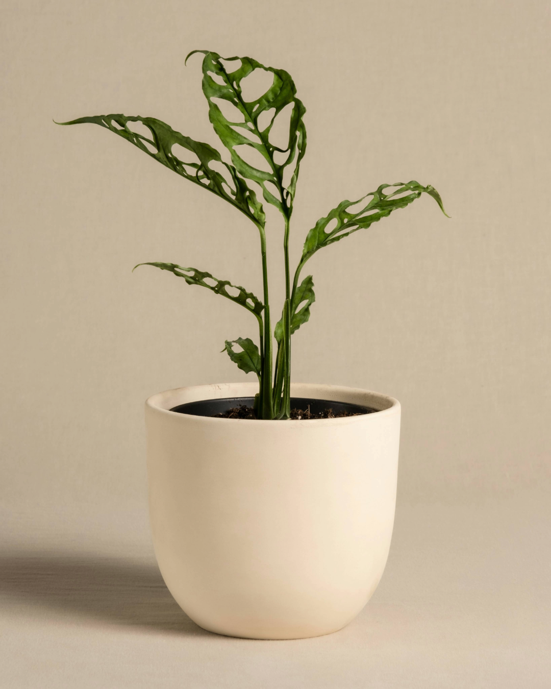 Arena Blanca Ceramic Pot