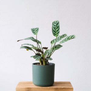 Untitled (2) La Bahía