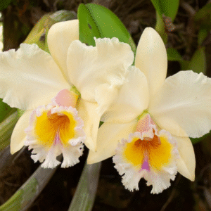 Untitled (3) La Orquídea Cattleya