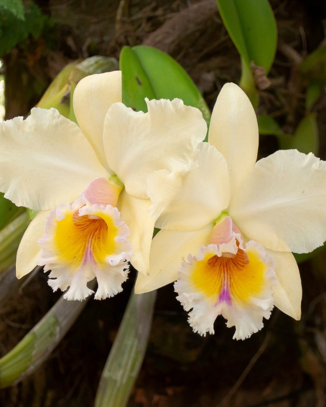 La Orquídea Cattleya