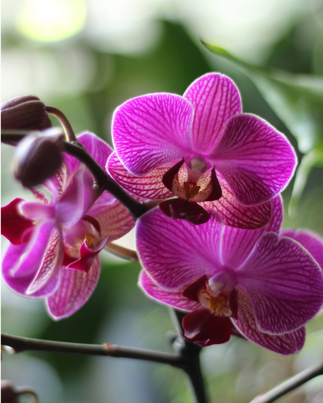 Orquídea Phalaenopsis