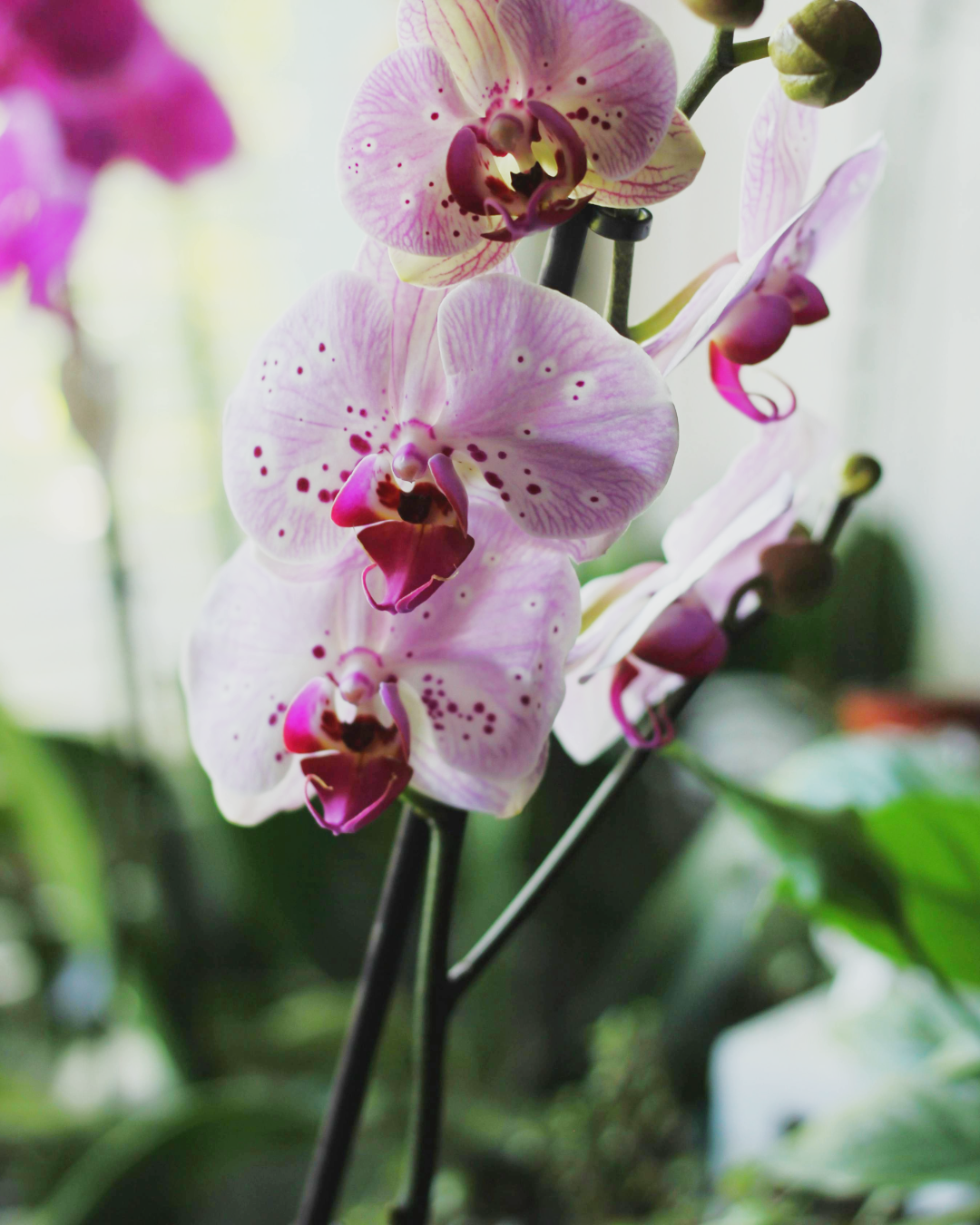 Orquídea Phalaenopsis - Image 2