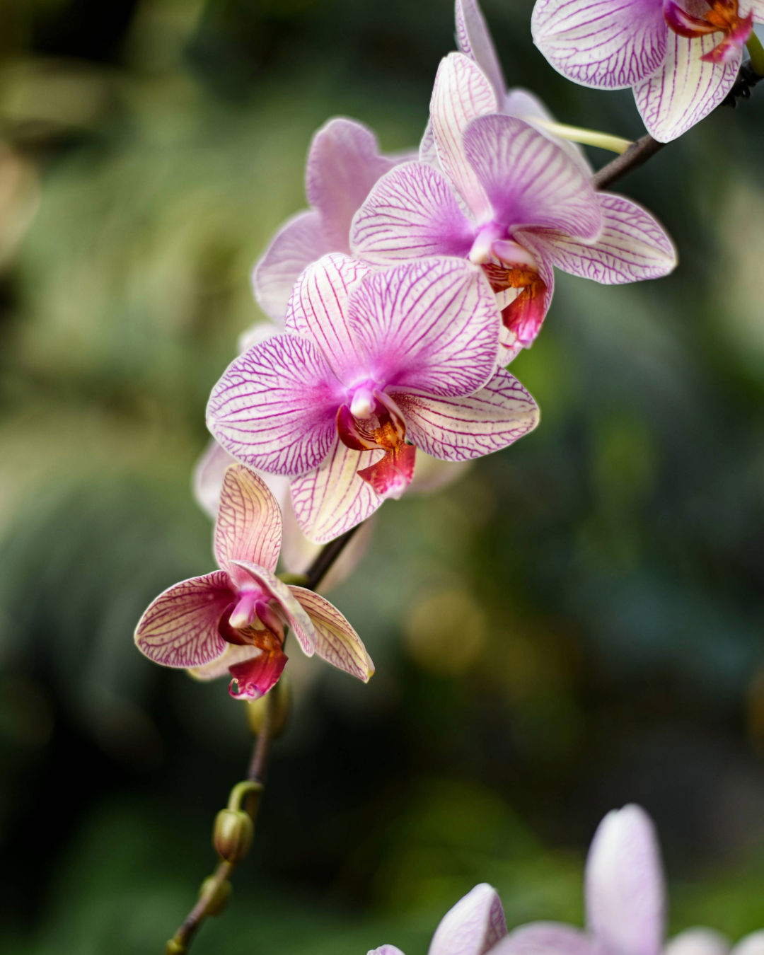 Orquídea Phalaenopsis - Image 3