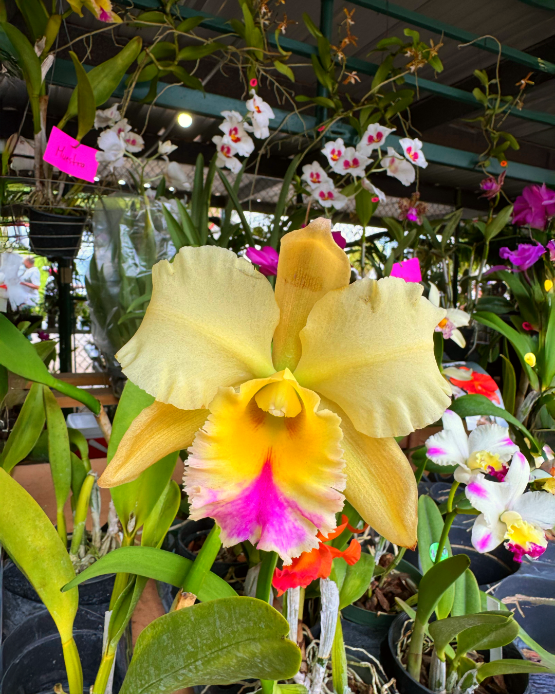 La Orquídea Cattleya - Image 2