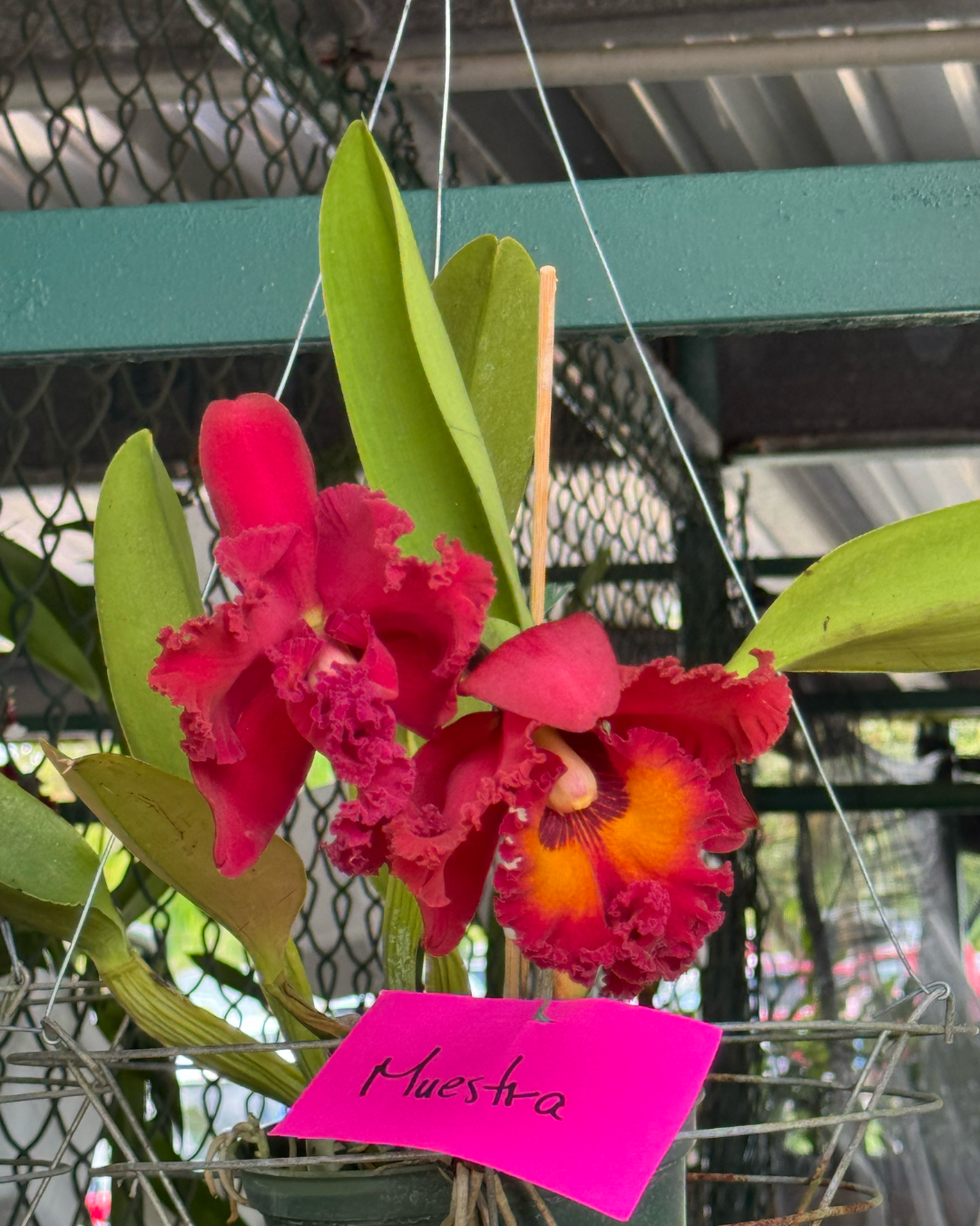 La Orquídea Cattleya - Image 3