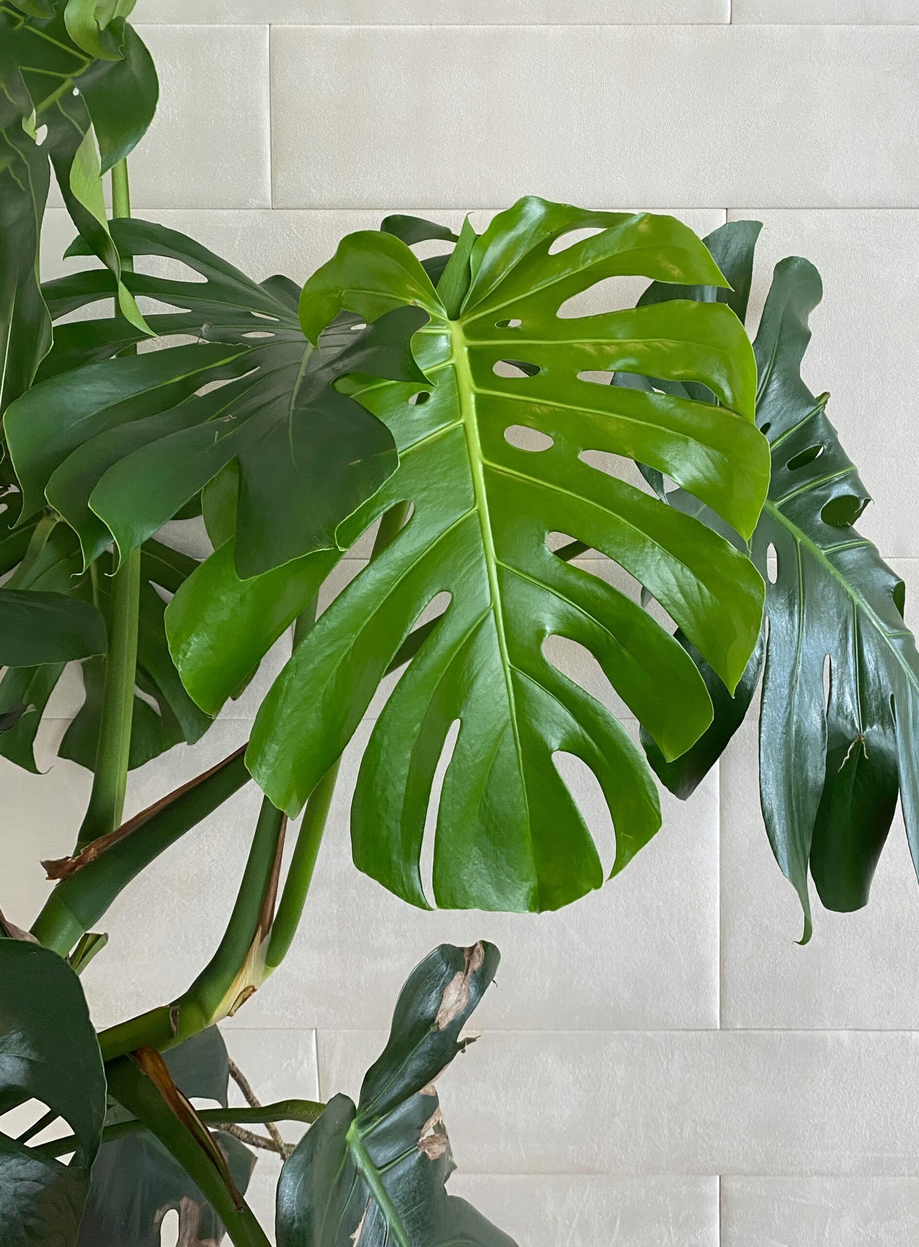 Monstera Deliciosa - Image 2